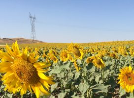 Asesoría energética en Facturación Eléctrica