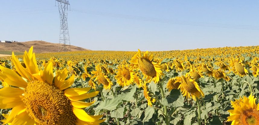 Girasoles